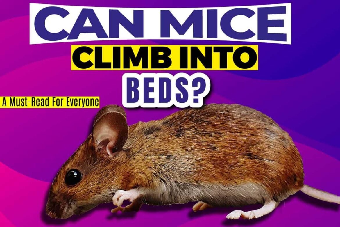 Can Mice Climb Into Beds? A MustRead For Everyone The Tasty Fork